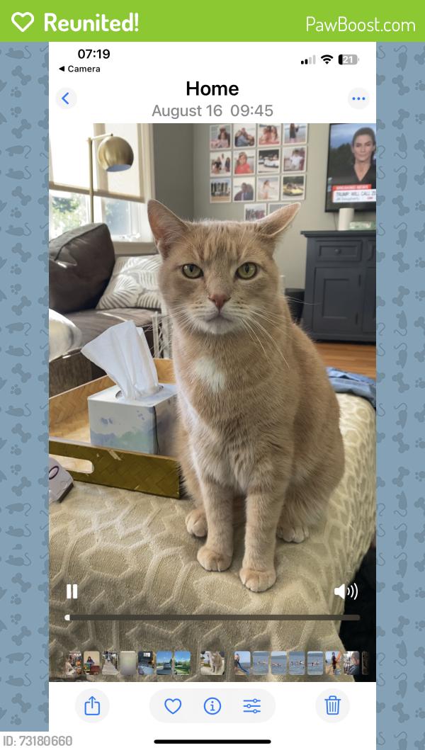 Reunited Male Cat last seen Ipswich rd and Spofford rd, Boxford MA, Boxford, MA 01921