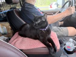 Lost Male Cat last seen VIscaya Circle & Snook Drive (off Saxon near Doyle Rd), Deltona, FL 32738