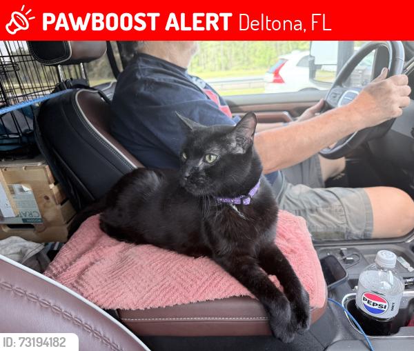 Lost Male Cat last seen VIscaya Circle & Snook Drive (off Saxon near Doyle Rd), Deltona, FL 32738