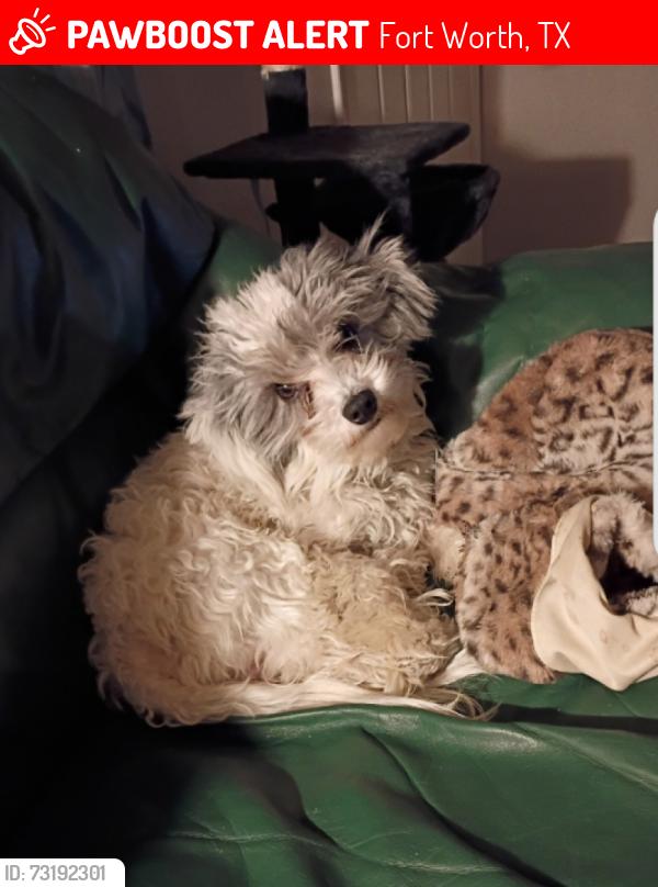 Lost Male Dog last seen Hulun ben apmts, Fort Worth, TX 76132