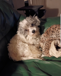 Lost Male Dog last seen Hulun ben apmts, Fort Worth, TX 76132