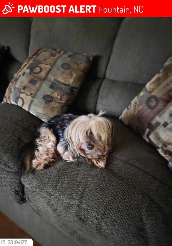 Lost Male Dog last seen Near palm court fountain nc, Fountain, NC 27829