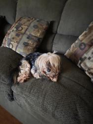 Lost Male Dog last seen Near palm court fountain nc, Fountain, NC 27829