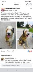 Reunited Male Dog last seen Sonny rd, Johnston County, NC 27520
