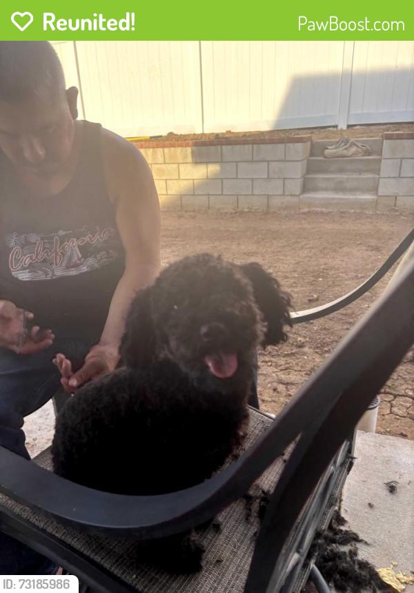 Reunited Female Dog last seen Sweeney drive, Moreno Valley, CA 92553