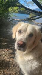Lost Female Dog last seen 128th st, Frederickson, WA 98375