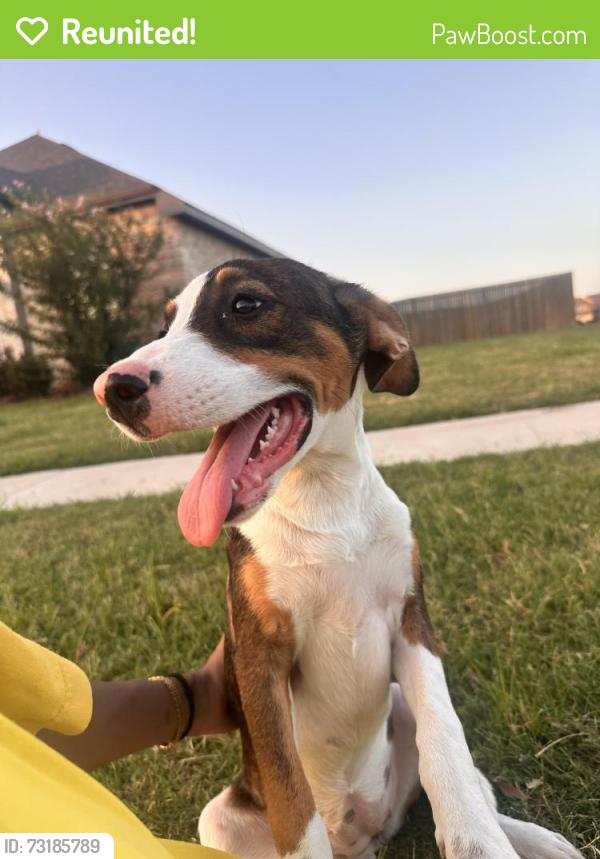 Reunited Female Dog last seen Trailhouse Ln and Painted Trail, Forney, TX 75126