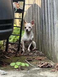 Found/Stray Male Dog last seen Oakcrest Rd Robinson Rd, Huntsville, AL 35811