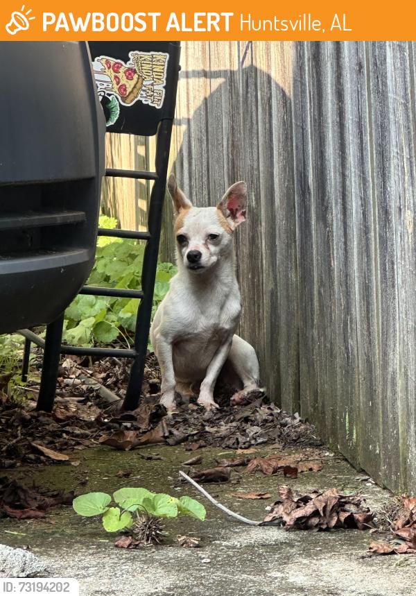 Found/Stray Male Dog last seen Oakcrest Rd Robinson Rd, Huntsville, AL 35811