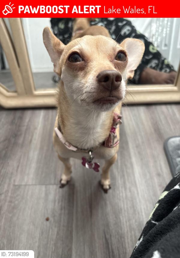 Lost Female Dog last seen McLaughlin Academy Of Excellence, Lake Wales, FL 33853
