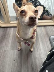 Lost Female Dog last seen McLaughlin Academy Of Excellence, Lake Wales, FL 33853