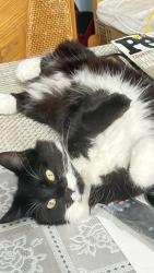Reunited Female Cat last seen Heliotrope Ave & Nelson dr, Bell, CA 90201