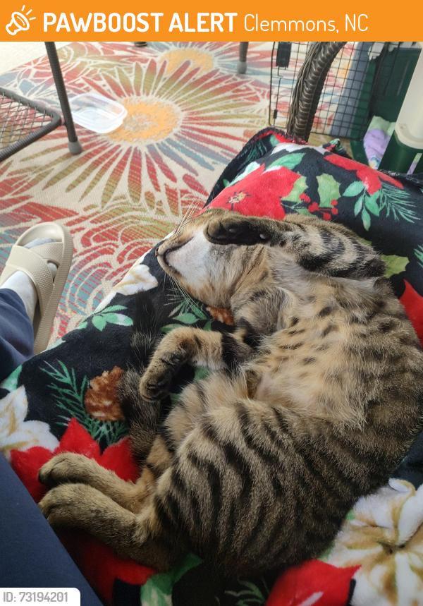 Found/Stray Male Cat last seen Rivergate Dr Clemmons NC, Clemmons, NC 27012