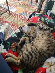 Found/Stray Male Cat last seen Rivergate Dr Clemmons NC, Clemmons, NC 27012