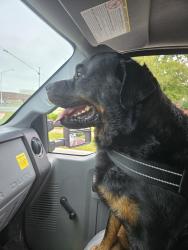 Reunited Female Dog last seen Target, Shorewood, IL 60404