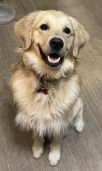 Lost Male Dog last seen Spring Street /Pop Hollow, Clinton, TN 37716