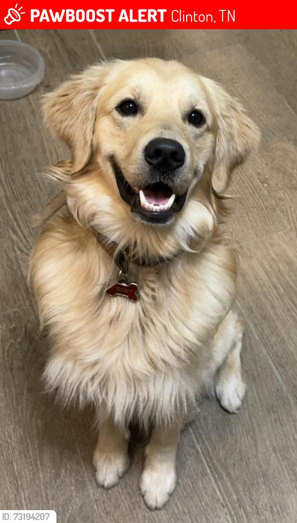 Lost Male Dog last seen Spring Street /Pop Hollow, Clinton, TN 37716