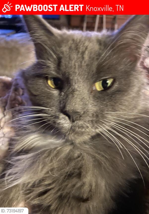Lost Female Cat last seen Brown Gap Rd, Knoxville, TN 37918