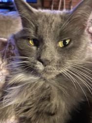 Lost Female Cat last seen Brown Gap Rd, Knoxville, TN 37918