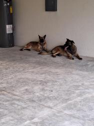 Reunited Female Dog last seen Santa Barbara blvd/Kismet, Cape Coral, FL 33909