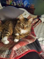 Lost Male Cat last seen Arnold, Grady, Lakeshore, Columbus, GA 31907