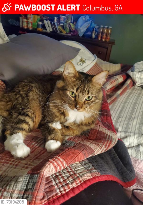 Lost Male Cat last seen Arnold, Grady, Lakeshore, Columbus, GA 31907