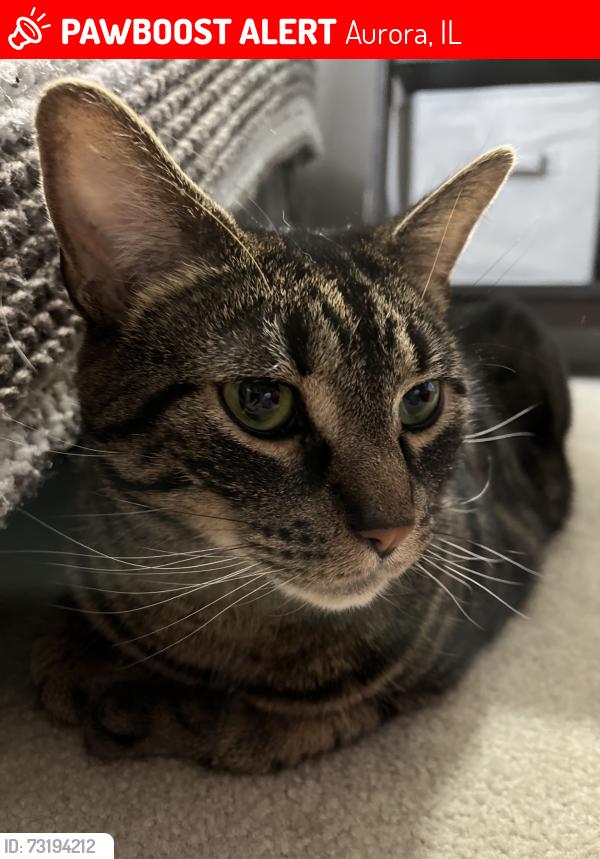 Lost Male Cat last seen On Commonwealth near Galena Blvd, Aurora, IL 60506