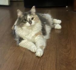 Lost Female Cat last seen Stoneybrook/ Middlesound, Wilmington, NC 28411