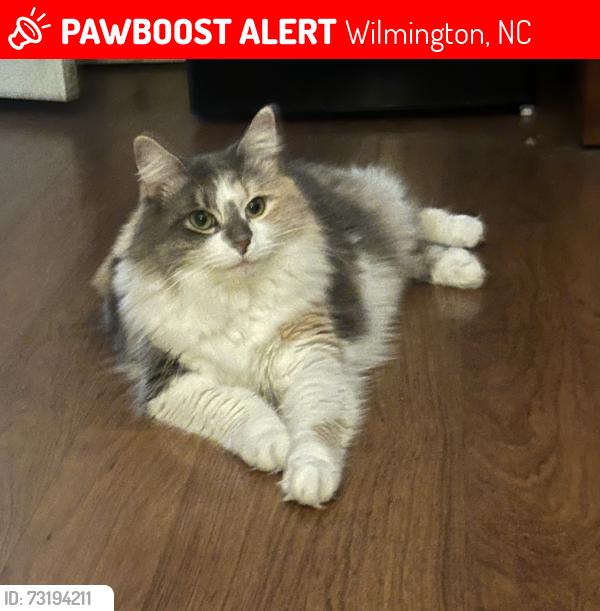 Lost Female Cat last seen Stoneybrook/ Middlesound, Wilmington, NC 28411
