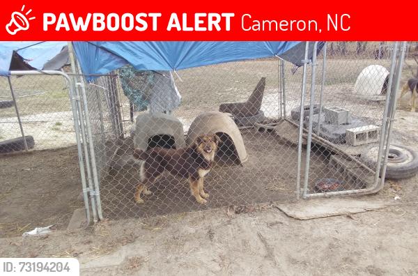 Lost Male Dog last seen Marks road, Cameron, NC 28326