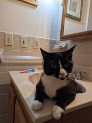 Reunited Male Cat last seen Laurel Place and South Ave, Fanwood, NJ 07023