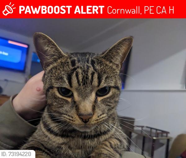 Lost Male Cat last seen By jrs pizza, Cornwall, PE C0A 1H8