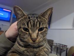 Lost Male Cat last seen By jrs pizza, Cornwall, PE C0A 1H8