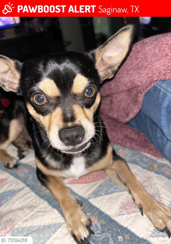 Lost Male Dog last seen Saddle ridge near long horn, Saginaw, TX 76179