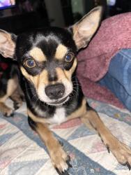 Lost Male Dog last seen Saddle ridge near long horn, Saginaw, TX 76179