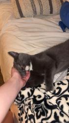Reunited Male Cat last seen Lula city hall, Lula, GA 30554
