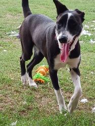 Lost Female Dog last seen Newland dr church, Robinson, TX 76706