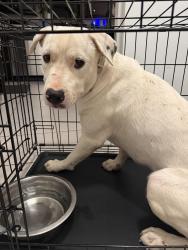 Found/Stray Male Dog last seen Hulen heights Fort Worth, Texas, Fort Worth, TX 76123