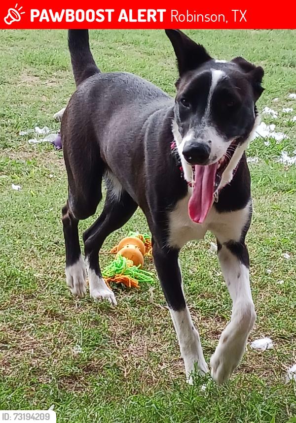 Lost Female Dog last seen Newland dr church, Robinson, TX 76706