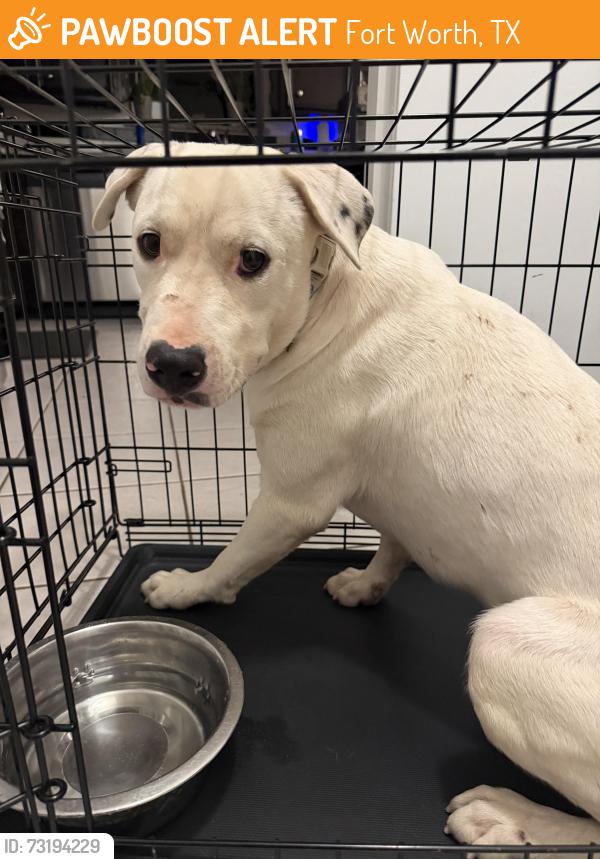 Found/Stray Male Dog last seen Hulen heights Fort Worth, Texas, Fort Worth, TX 76123