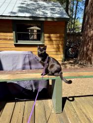 Reunited Male Cat last seen Getchell and Delaware, Santa Cruz, CA 95060