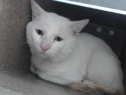 Shelter Stray Male Cat last seen , 2769 Conroy Rd, Orlando, FL 32839, USA