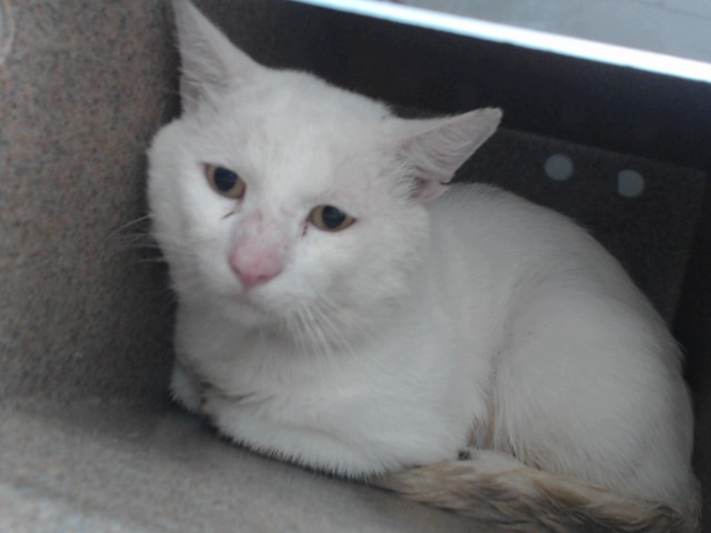 Shelter Stray Male Cat last seen , 2769 Conroy Rd, Orlando, FL 32839, USA