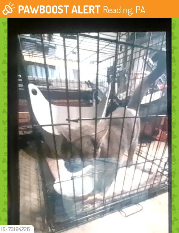 Found/Stray Unknown Cat last seen Boscov's, 4365 Perkiomen Ave, Reading, PA 19606, Reading, PA 19606
