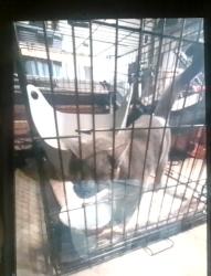 Found/Stray Unknown Cat last seen Boscov's, 4365 Perkiomen Ave, Reading, PA 19606, Reading, PA 19606