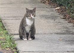 Shelter Stray Male Cat last seen , 2769 Conroy Rd, Orlando, FL 32839, USA