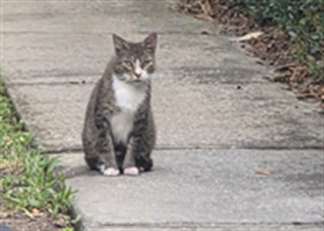 Shelter Stray Male Cat last seen , 2769 Conroy Rd, Orlando, FL 32839, USA