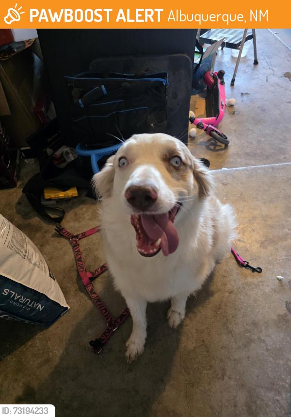 Found/Stray Unknown Dog last seen Coors and Gun Club, Albuquerque, NM 87105