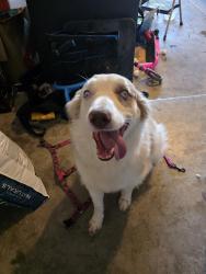 Found/Stray Unknown Dog last seen Coors and Gun Club, Albuquerque, NM 87105