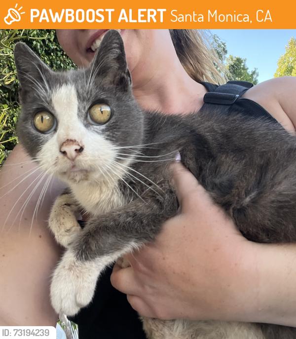 Found/Stray Female Cat last seen 20th St and Delaware, Santa Monica, CA 90404